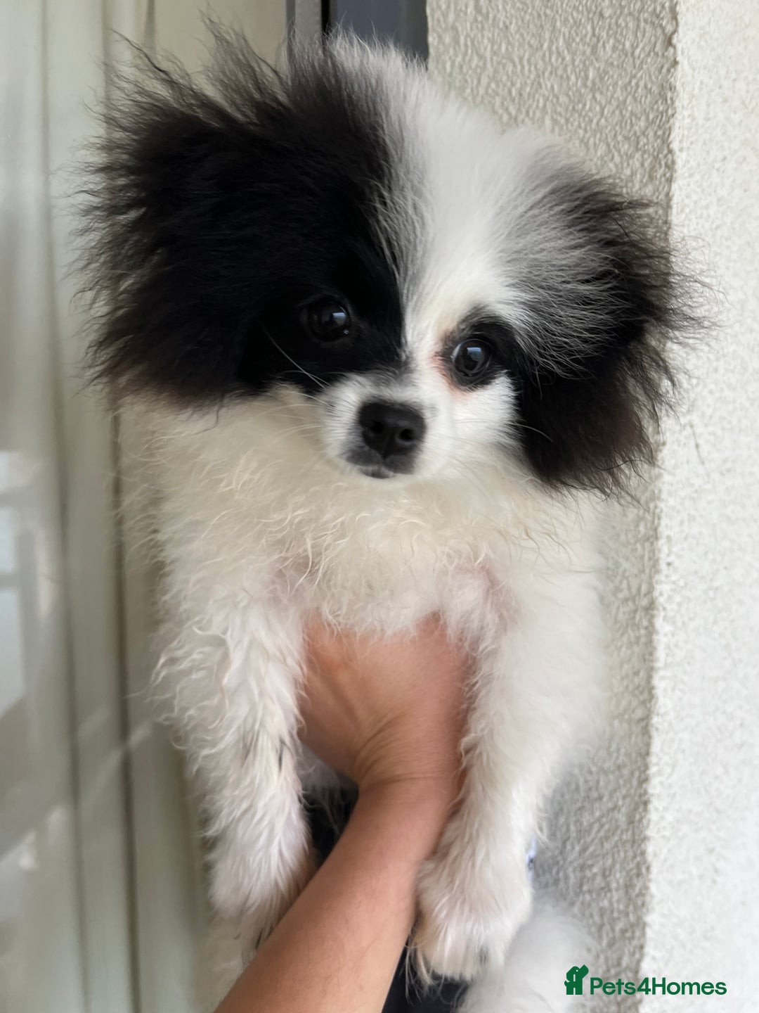 Pomeranian dogs for sale: Beautiful Panda Pom - Image 3