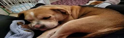 Mixed Breed dogs for adoption: Poppy - Advert 6