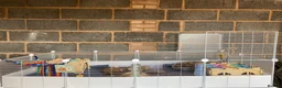 Guinea Pig rodents for sale: 2 Guinea pigs & cage+supplies - Advert 21