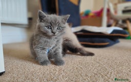 British Shorthair cats for sale: British Shorthair Kittens - Image 22