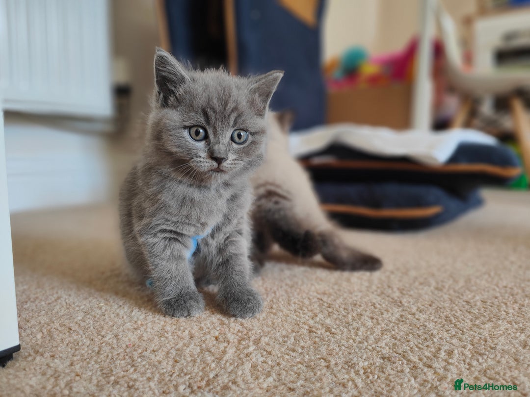 British Shorthair cats for sale: British Shorthair Kittens - Image 22