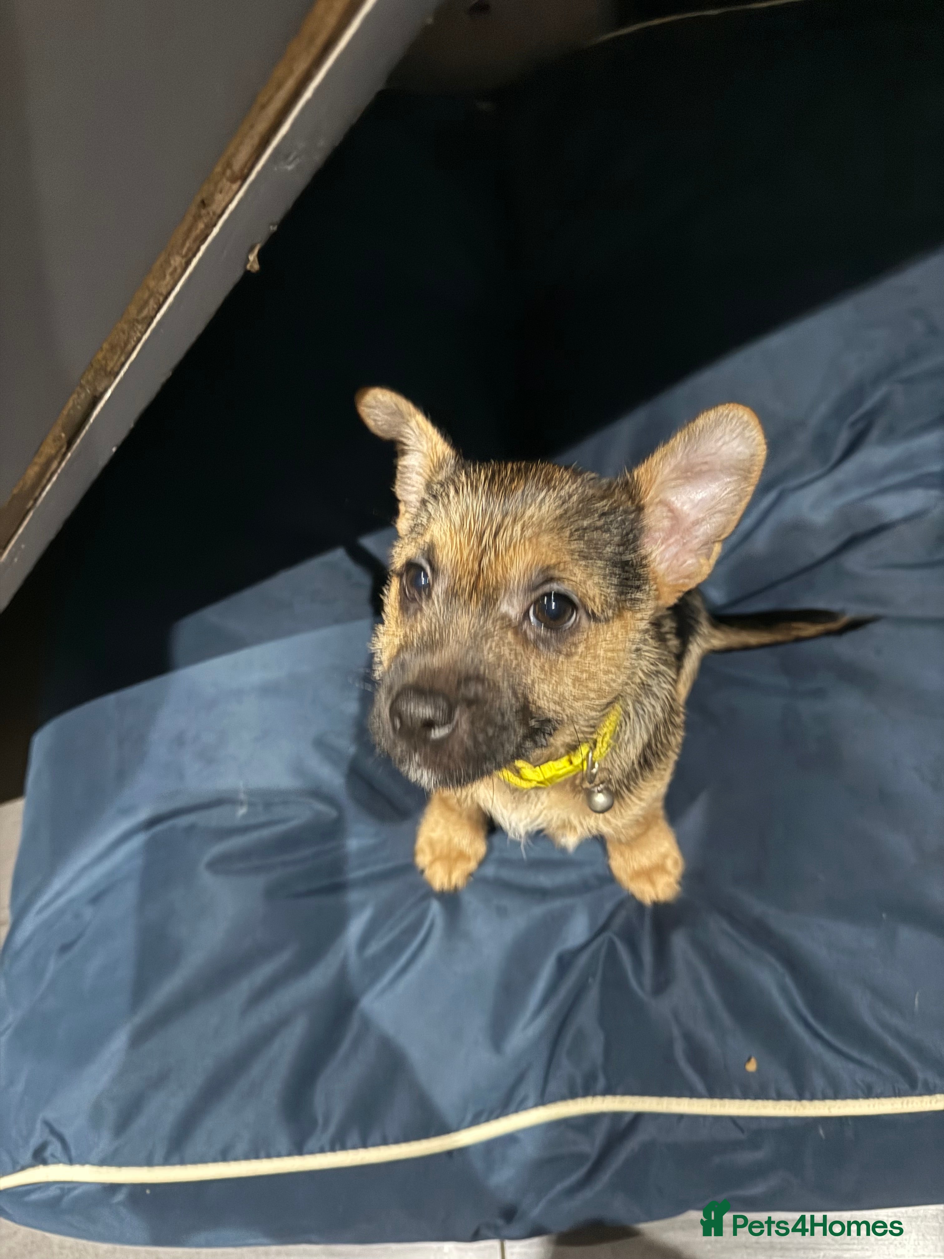 Jack Russell dogs Jack Russell puppies short legg short hair - Advert 4