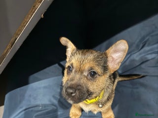 Jack Russell dogs Jack Russell puppies short legg short hair - Advert 4