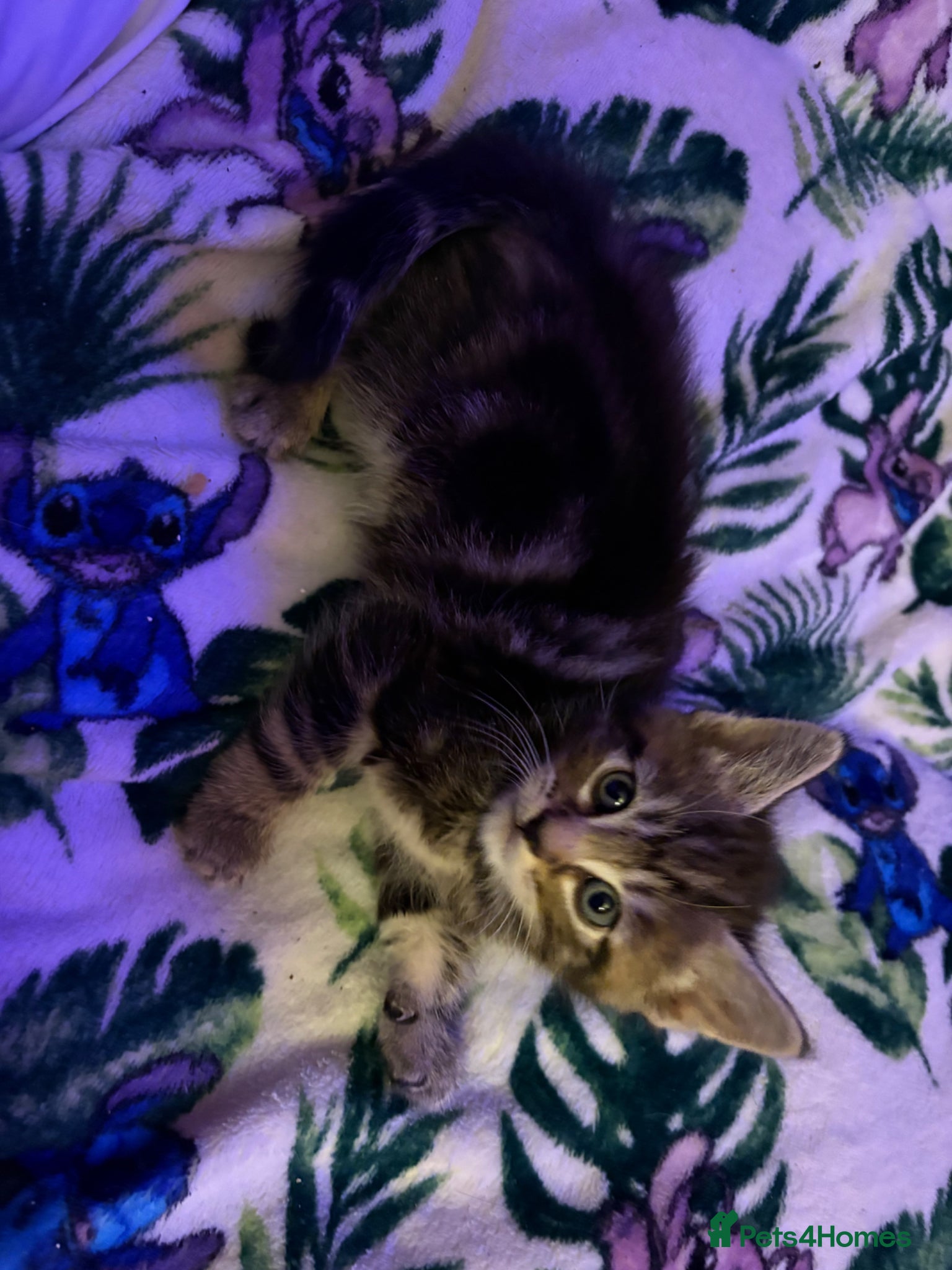 Mixed Breed cats 2 beautiful male kittens  - Advert 1