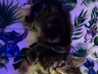 Mixed Breed cats 2 beautiful male kittens - Advert 5