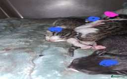 Mixed Breed cats for sale: 4 stunning kittens  - Image 12