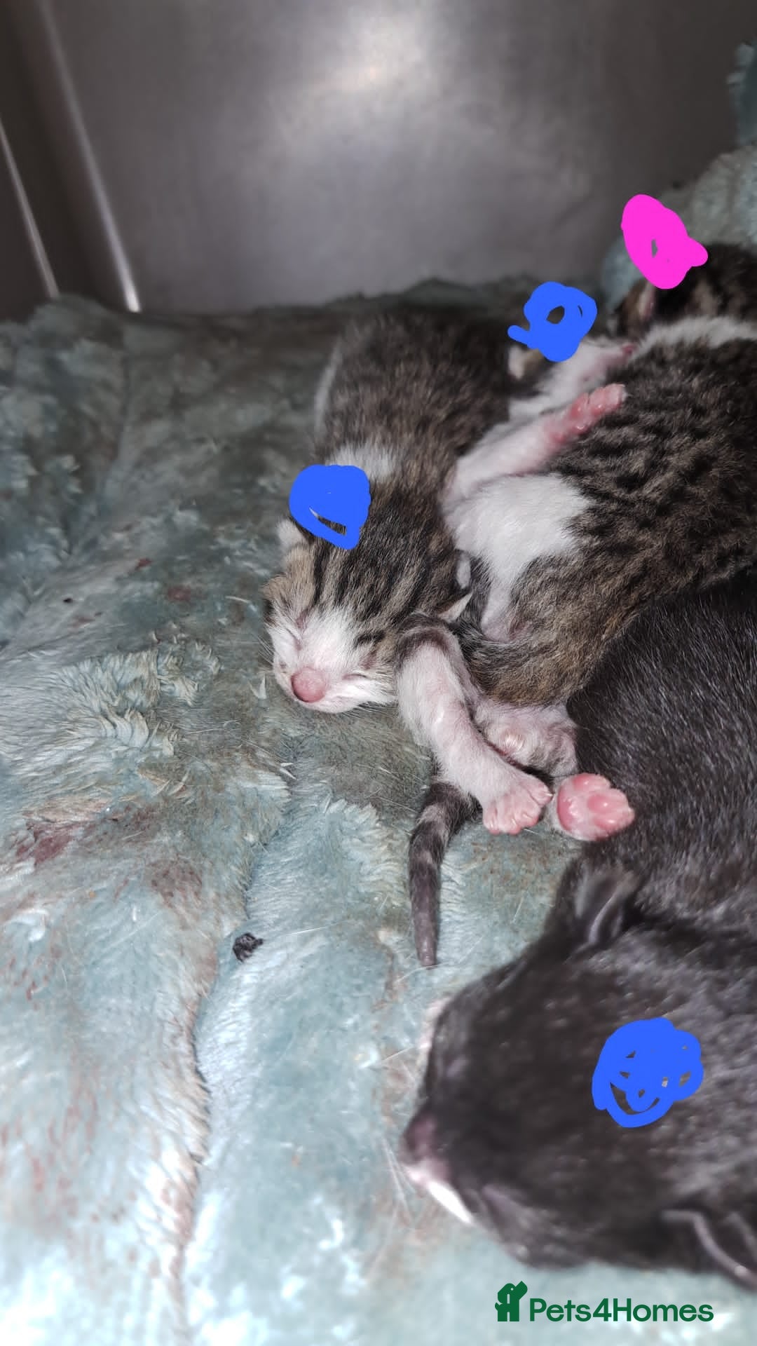Mixed Breed cats for sale: 4 stunning kittens  - Image 12