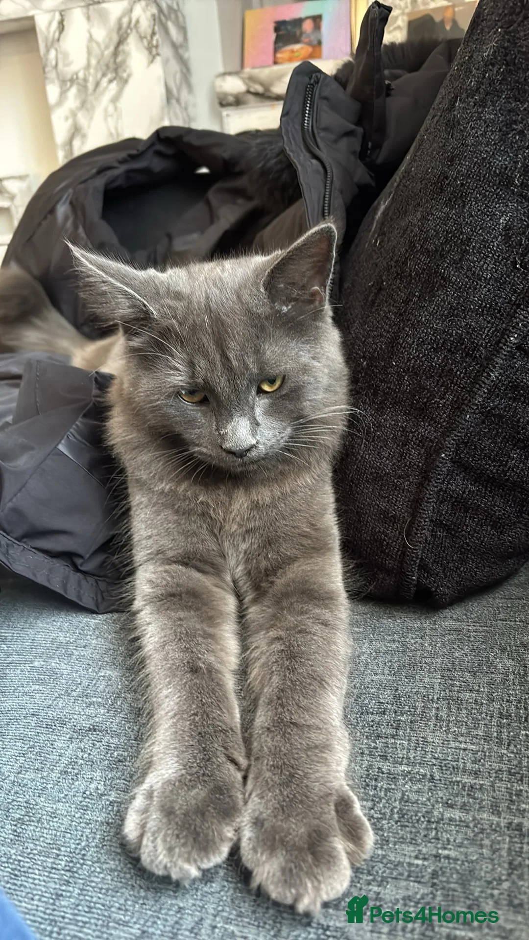 Mixed Breed cats for sale: 2 male kittens must be rehomed together  - Advert 2