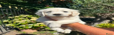 Golden Retriever 3