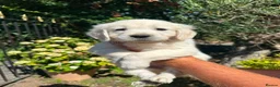 Golden Retriever dogs for sale: English cream golden retriever puppies in Rainham - Advert 5