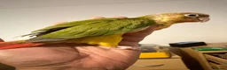 Conures birds for sale: Green check conures tamed - Advert 2