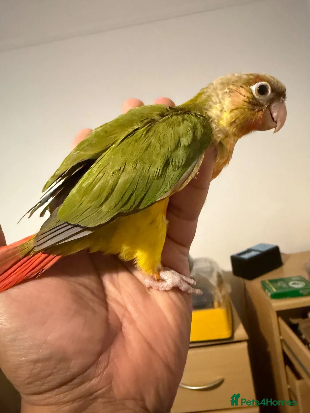 Conures birds for sale: Green check conures tamed - Advert 2