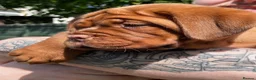 Dogue De Bordeaux dogs for sale: Exceptional KC Dogue de Bordeaux Puppies - Advert 36