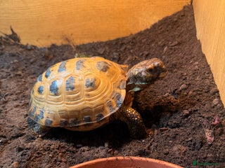 Tortoise reptiles for sale - Advert 1