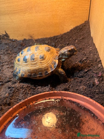 Tortoise reptiles - Advert 1