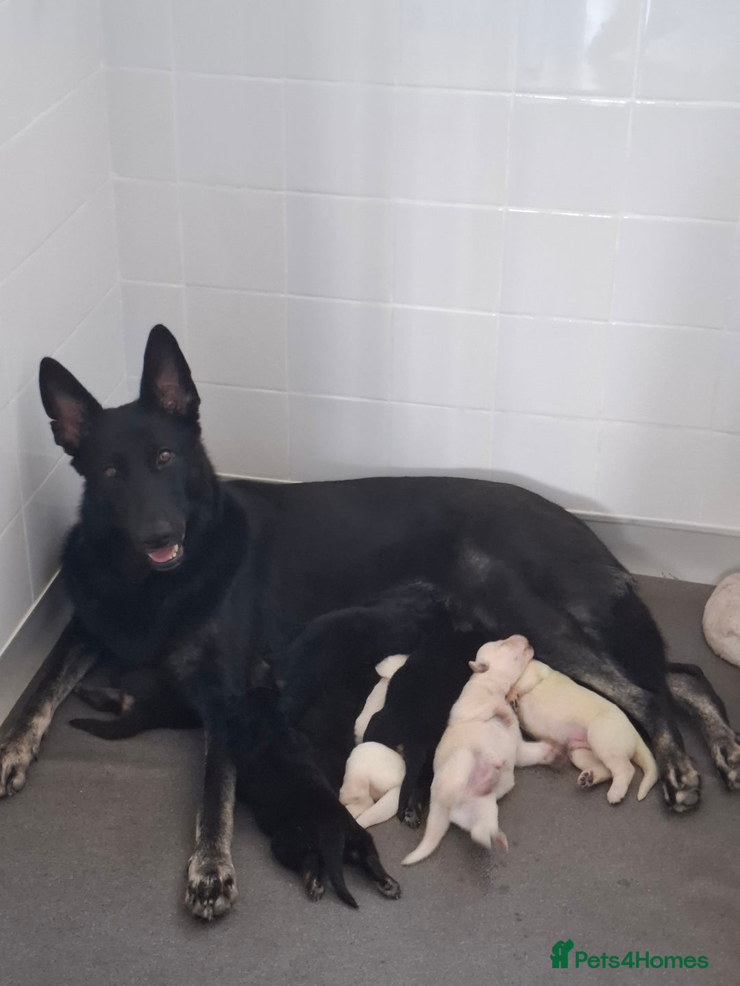 German Shepherd dogs for sale: Stunning litter of German shepherd puppies   - Image 14