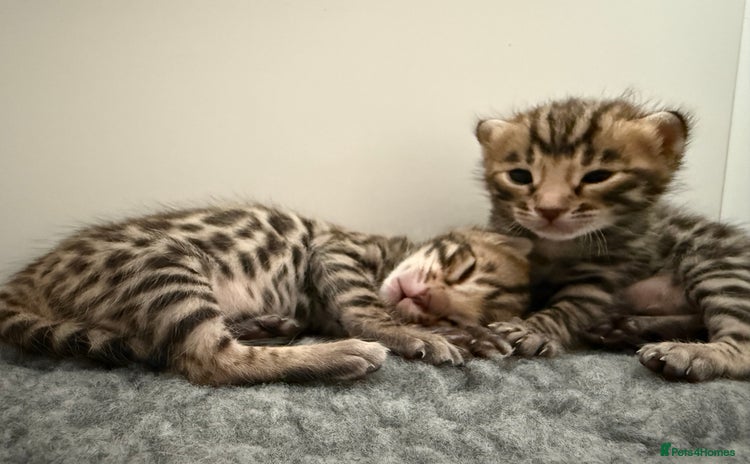 Bengal cats - Advert 15