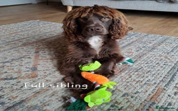Cocker Spaniel dogs for sale: 4th Generation, Working Cocker Spaniel Puppies  🩵 - Image 15