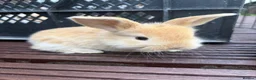 Mixed Breed rabbits for sale: English Spot cross Mini Lops in Ebbw Vale - Advert 7