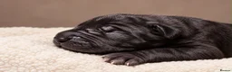 Great Dane dogs for sale: 🐾KC REGISTERED GREAT DANE PUPPIES — NORTHAMPTON🐾 - Advert 10