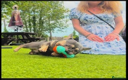 French Bulldog dogs for stud: Tiny lilac and tan stud £300 - Image 3