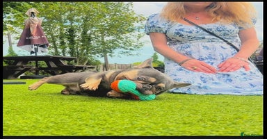 French Bulldog dogs - Advert 14