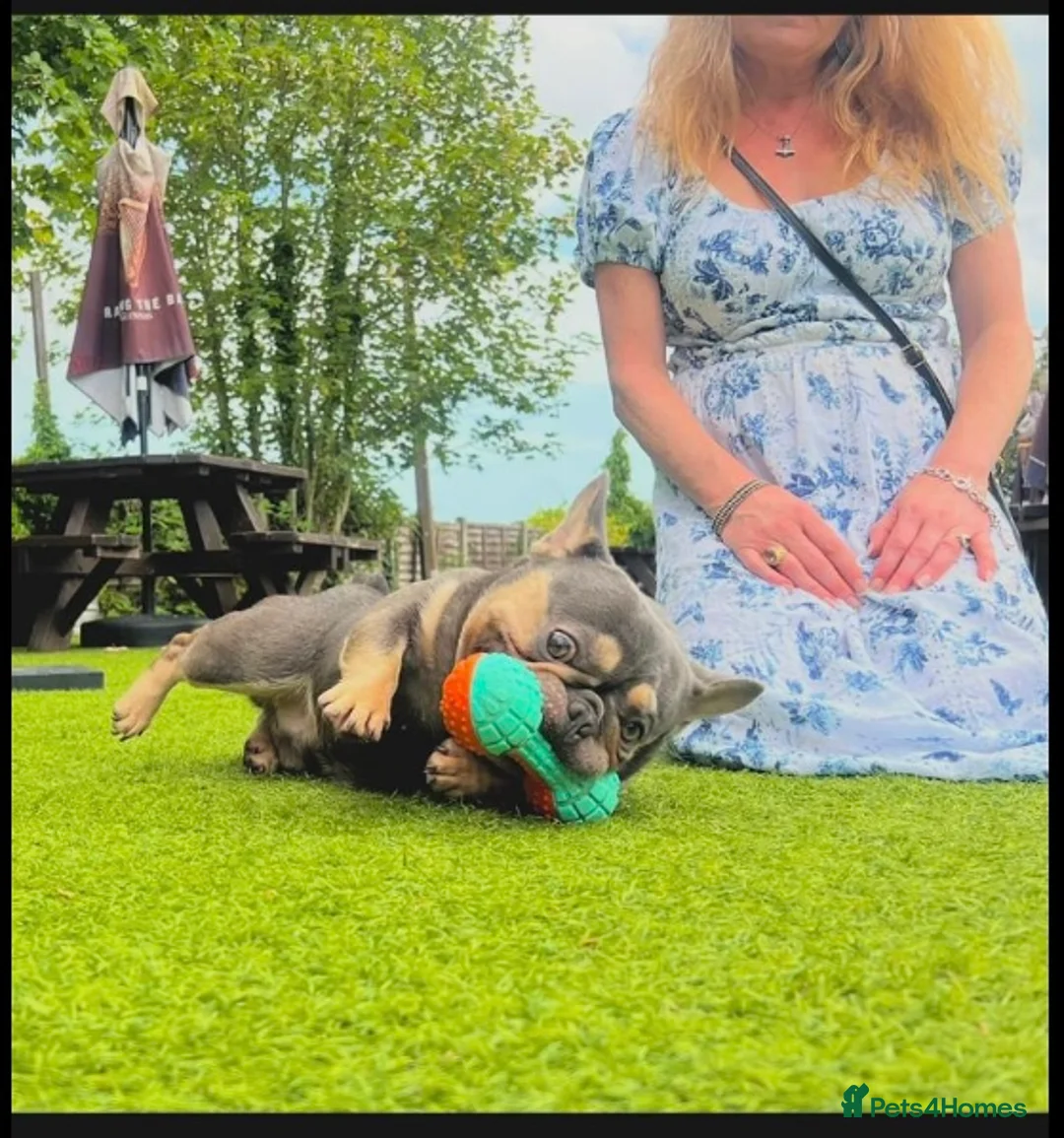 French Bulldog dogs for stud: Tiny lilac and tan stud available - Advert 3