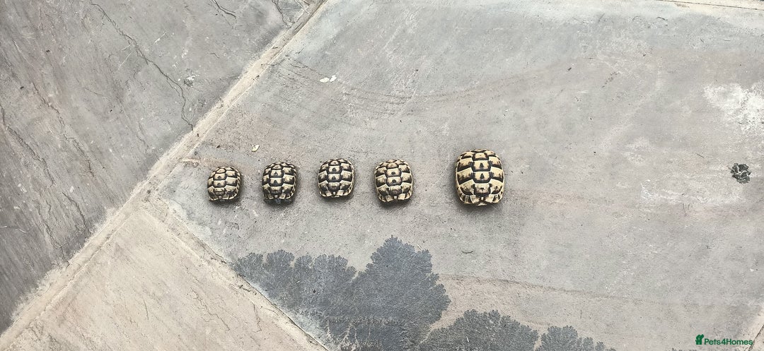 Hermann Tortoise reptiles for sale: 5 Spur Thighed Tortoises  - Image 25