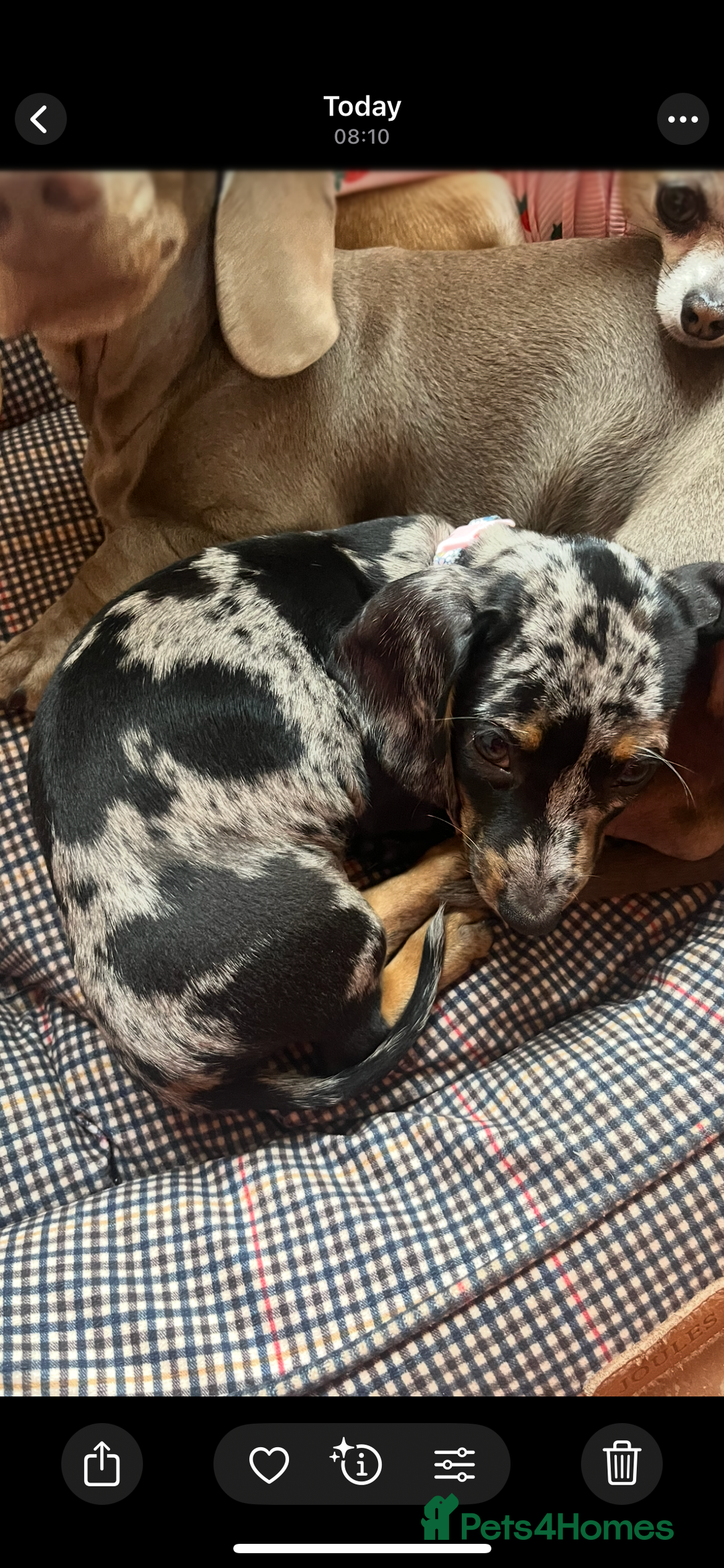 Miniature Dachshund dogs for sale: Dapple mini dachshund & long haired daxi cross - Advert 2