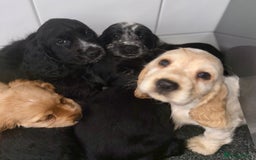 Cocker Spaniel dogs for sale: 6 stunning show type cocker spaniels  - Image 2