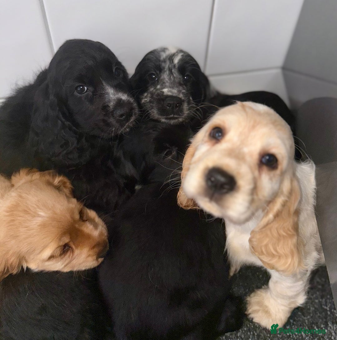 Cocker Spaniel dogs for sale: 6 stunning show type cocker spaniels  - Image 2