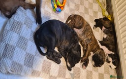Boxer dogs for sale:  Puppies KC – Exceptional Champion Bloodlines 🐾 - Image 9