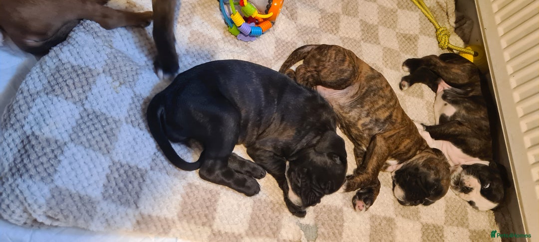 Boxer dogs for sale:  Puppies KC – Exceptional Champion Bloodlines 🐾 - Image 9