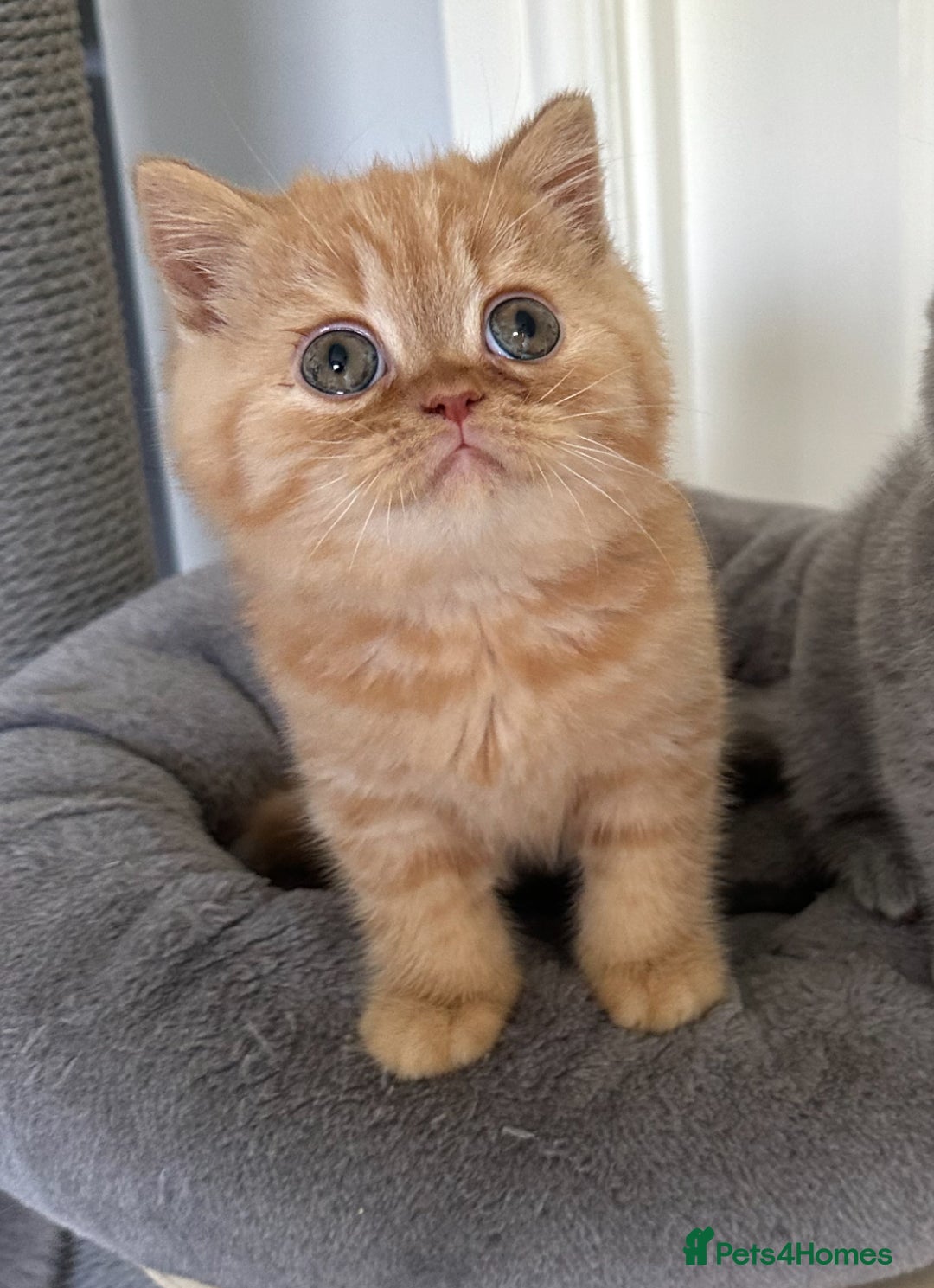British Shorthair cats for sale: Gccf registered pedigrees kittens - Image 10
