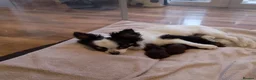 Chihuahua dogs for sale: KC longcoat Chihuahuas from Thai lines - Advert 4