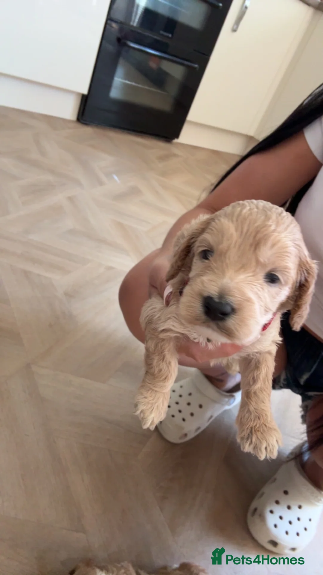 Cockapoo dogs for sale: Champagne Cockapoos  - Advert 2