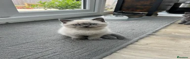British Shorthair 4