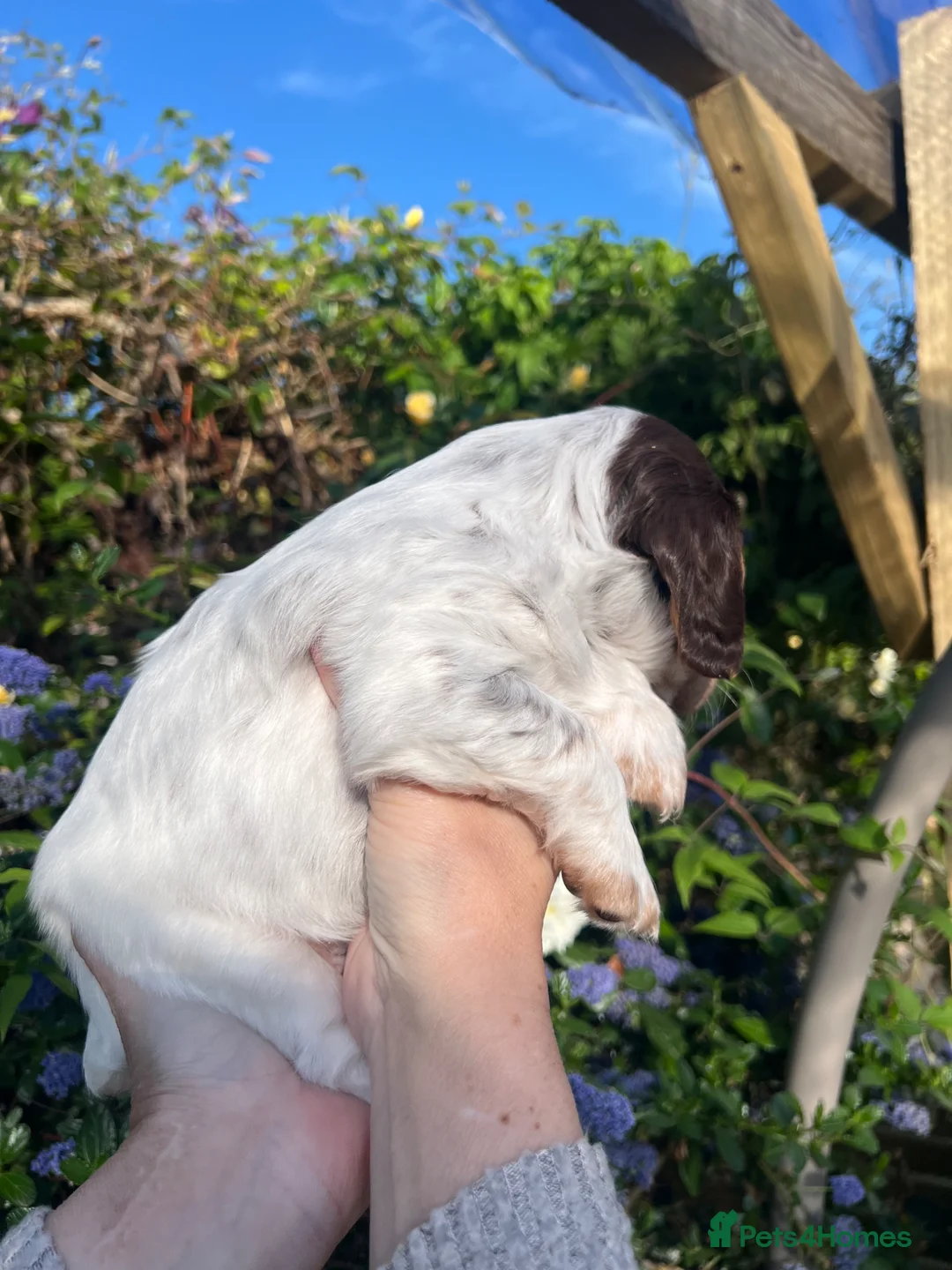 Cocker Spaniel dogs for sale: Stunning working cocker spaniels  - Advert 17