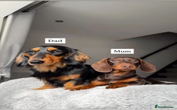 Miniature Dachshund dogs for sale: Beautiful miniature dachunds smooth/long coat - Image 7