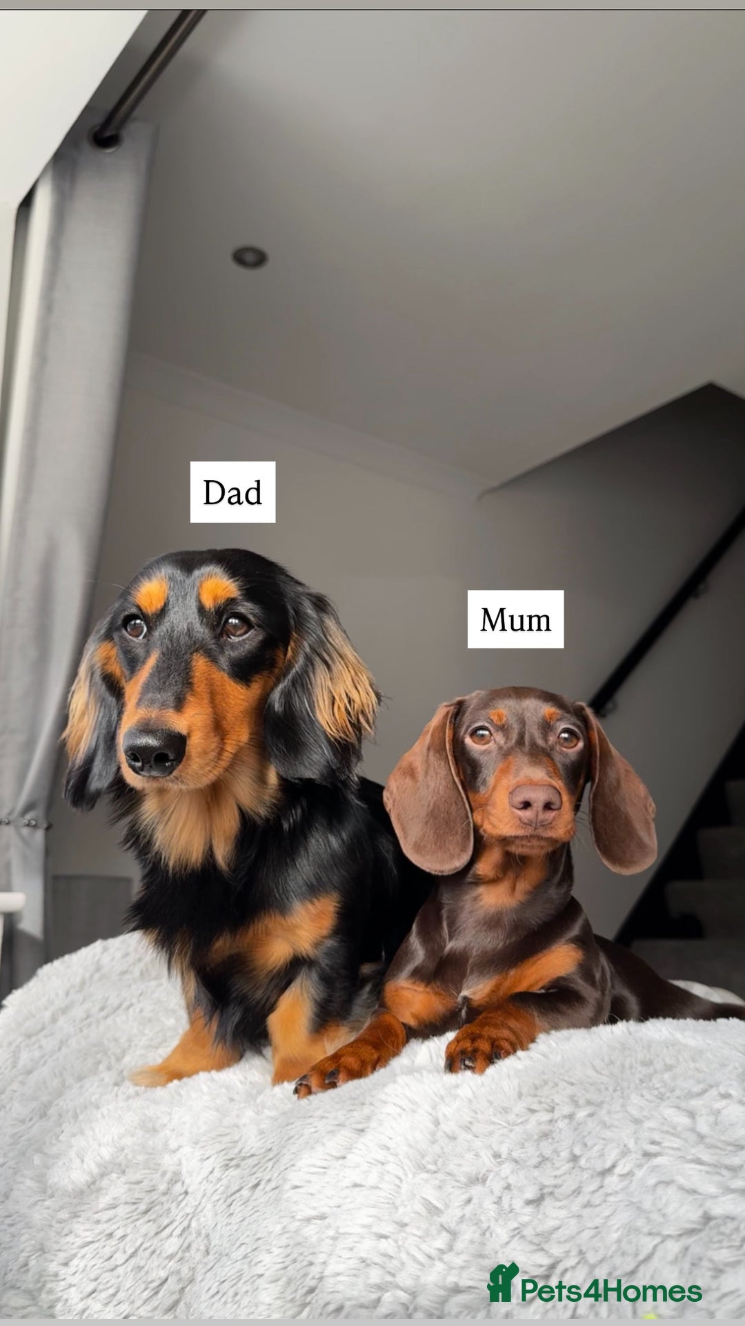 Miniature Dachshund dogs for sale: Beautiful miniature dachunds smooth/long coat - Image 7