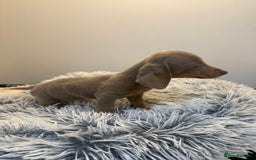 Miniature Dachshund dogs for sale: Beautiful smoothed haired miniature Dachshunds - Advert 19