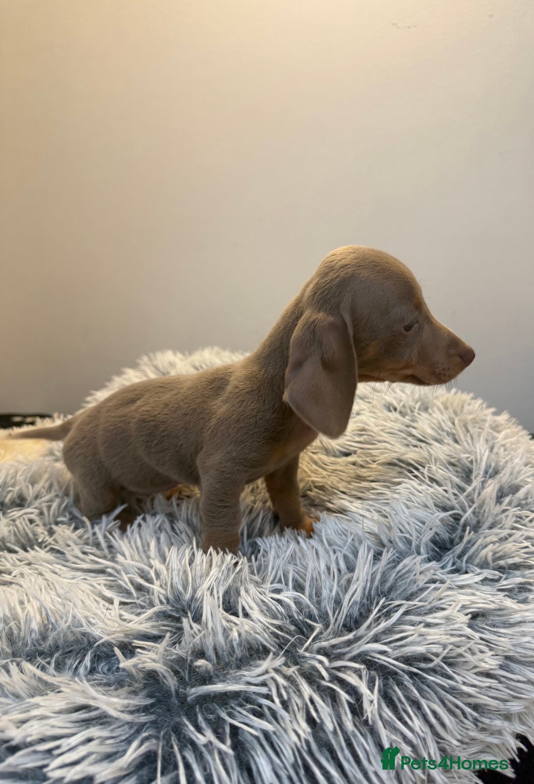 Miniature Dachshund dogs for sale: Beautiful smoothed haired miniature Dachshunds - Advert 19