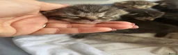 Ragdoll cats for sale: Half ragdoll half bengal kittens ready to reserve  - Advert 7