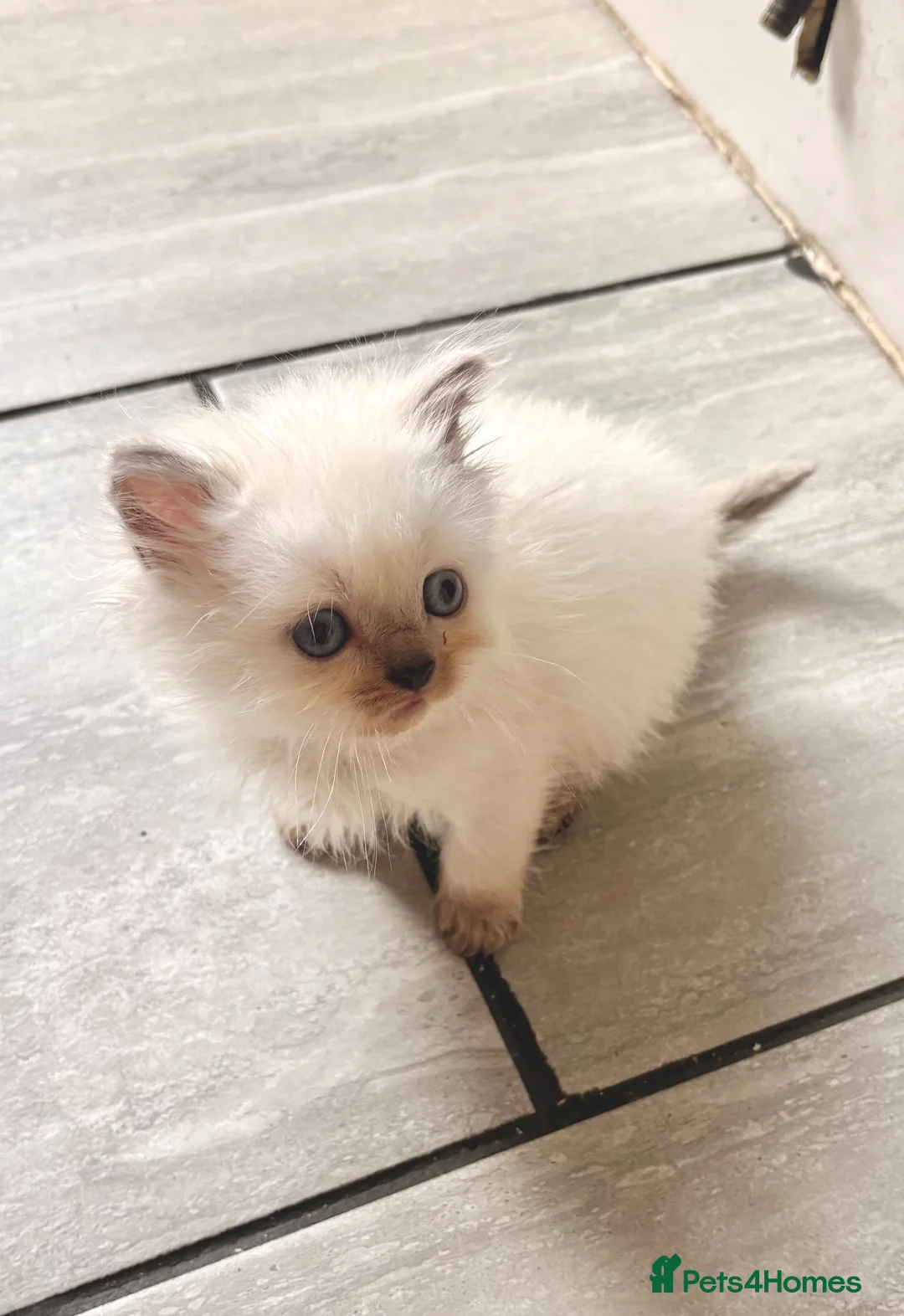 Mixed Breed cats for sale: Persian x blh  - Advert 2