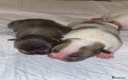 French Bulldog dogs for sale: French bulldogs  - Image 10