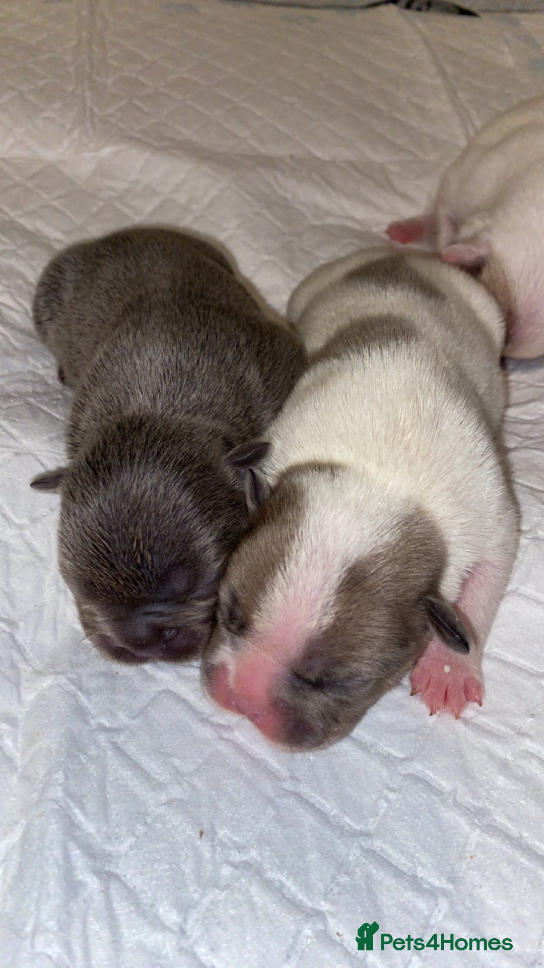 French Bulldog dogs for sale: French bulldogs  - Image 10