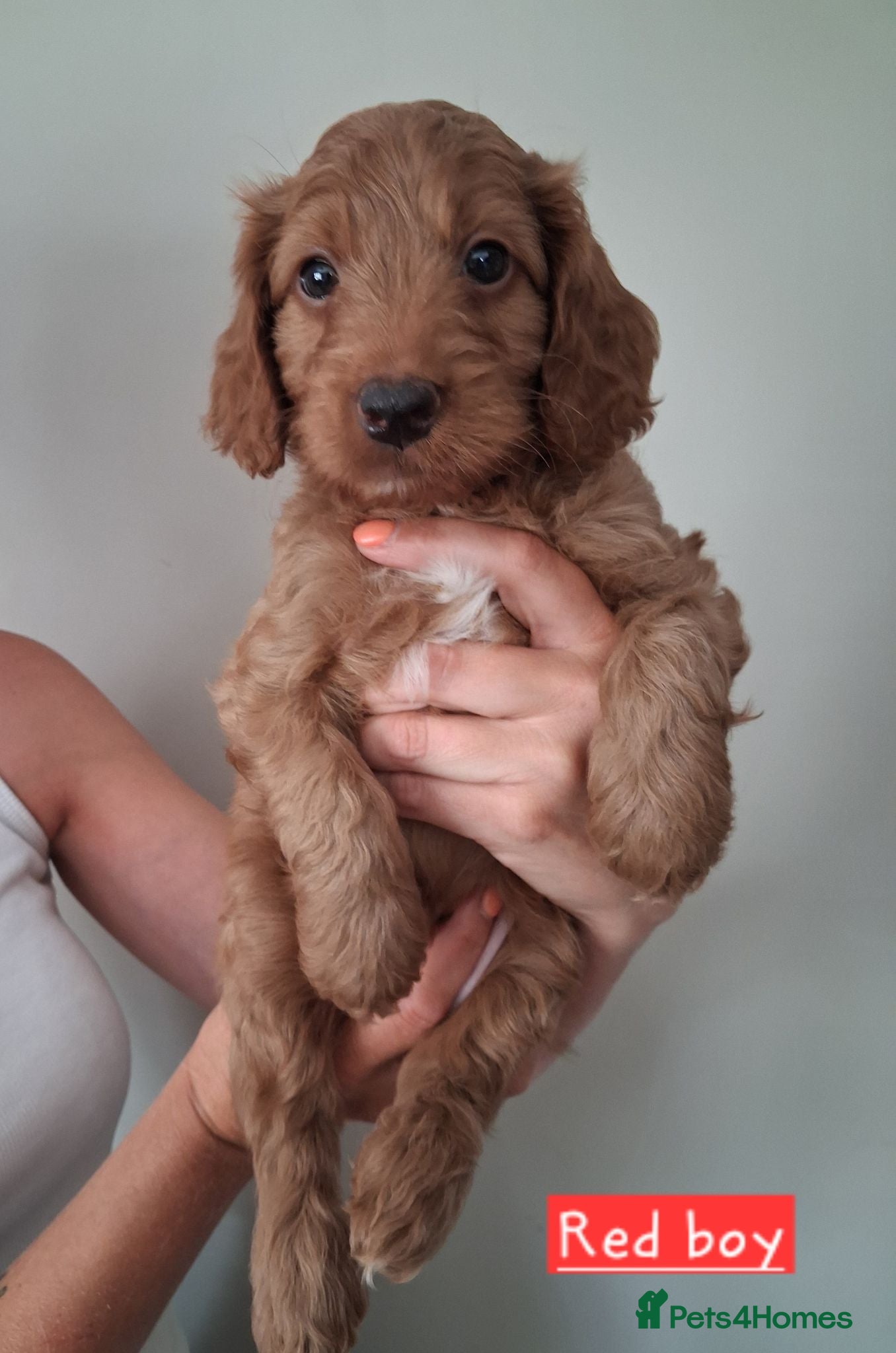 Australian Labradoodle dogs DNA health tested mini Australian labradoodles  - Advert 2