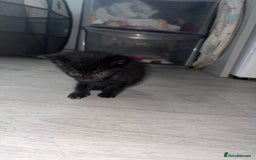 Mixed Breed cats for sale: 5 kittens for sale - Image 2