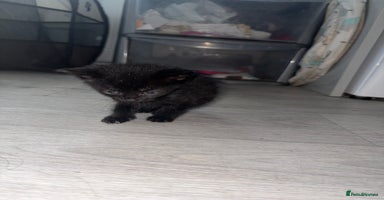 Mixed Breed cats - Advert 16