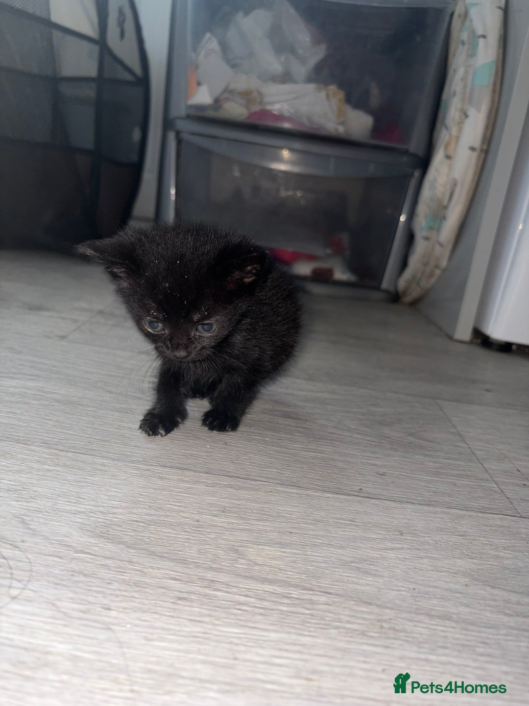 Mixed Breed cats for sale: 5 kittens for sale - Image 2
